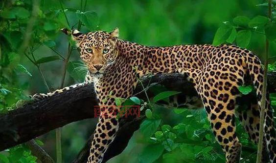 震惊！非洲百年难遇黑豹现身！