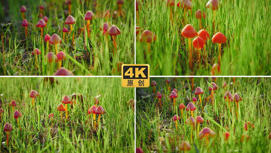 蘑菇成品人视频软件下载：高清画质，流畅播放！