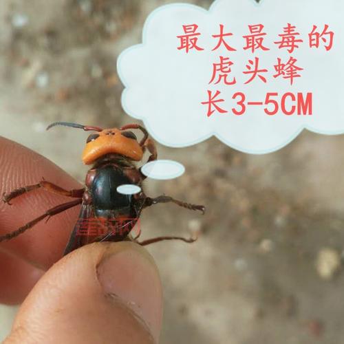 魔力宝贝虎头蜂：木属性宠物，凶猛外表背后的捕捉技巧