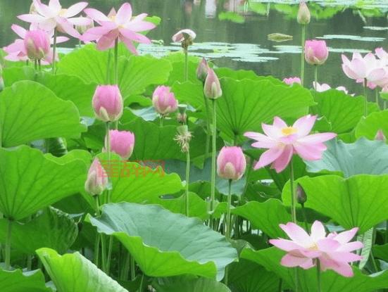 梦幻西游房屋风水：从家徒四壁到紫气东来，一步步提升！