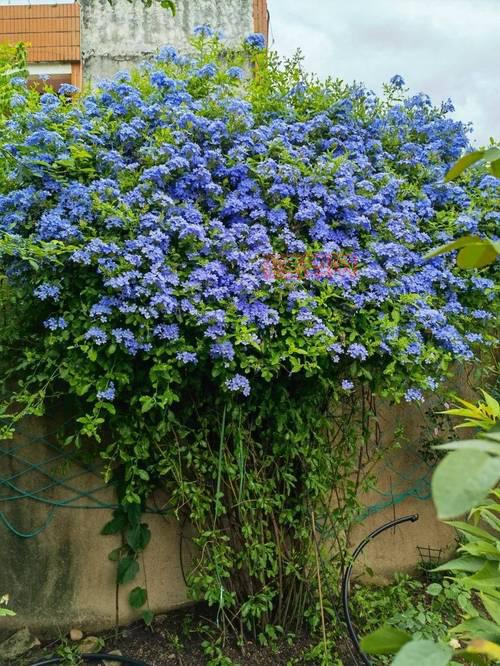 澄海3C无限技能蓝：如何快速掌握无限技能与蓝条技巧