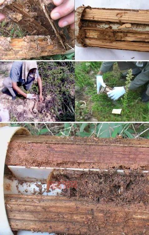 从千里大堤毁于蚁穴看防患未然的重要性