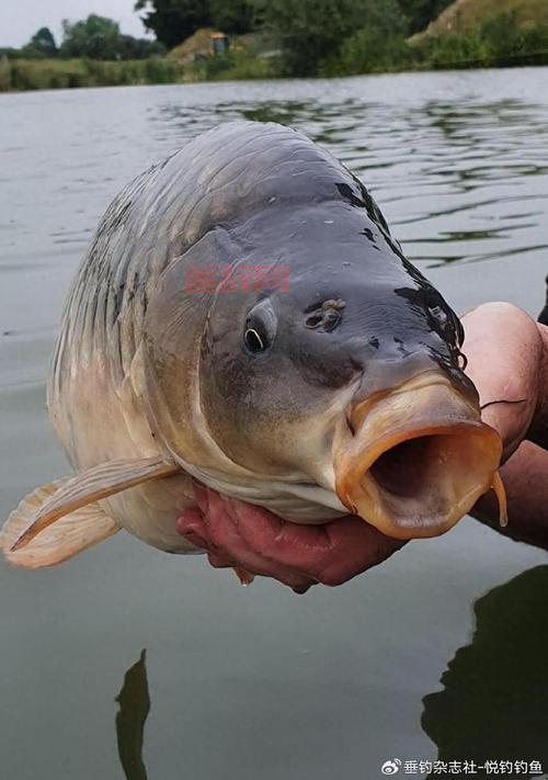 探索深海垂钓乐趣：如何钓到更多大鱼