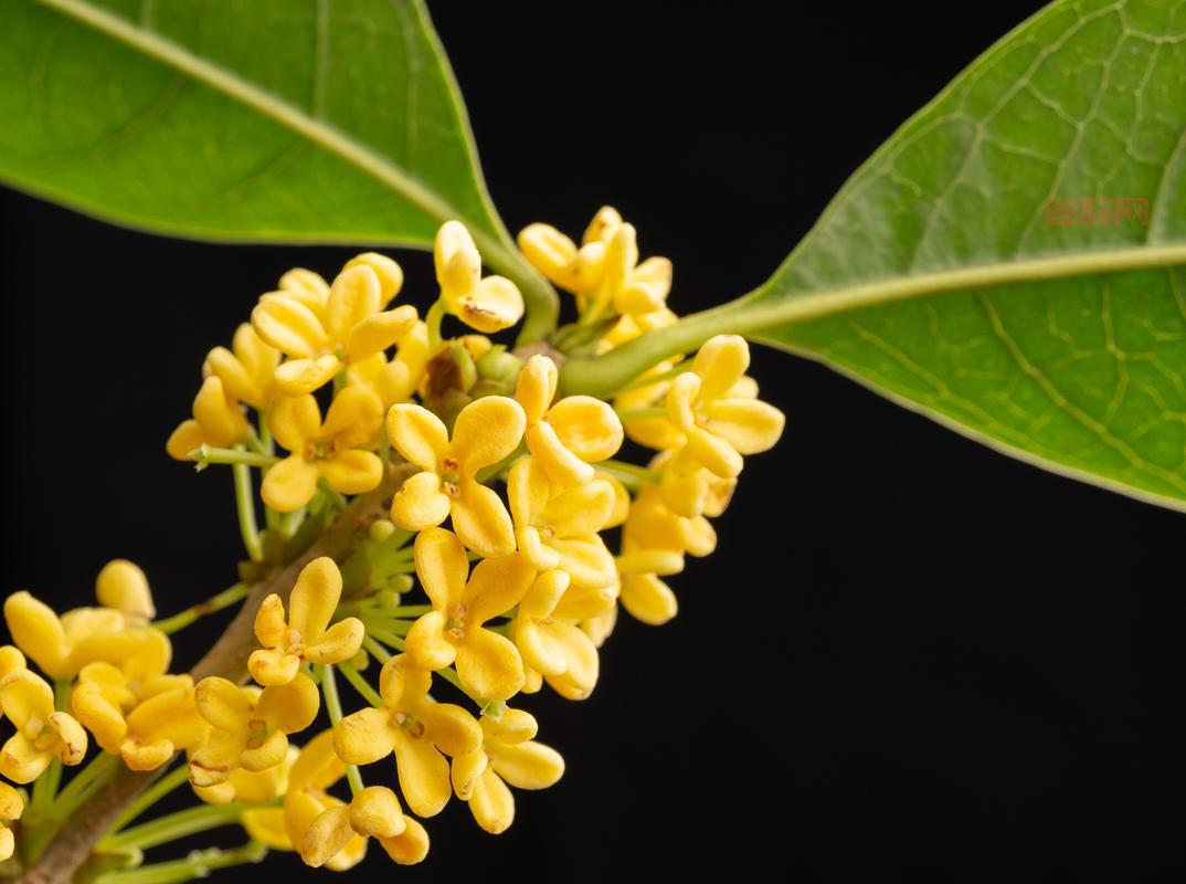 GSD的究极波动刃到底是不是P的？DNF老玩家带你揭秘真相