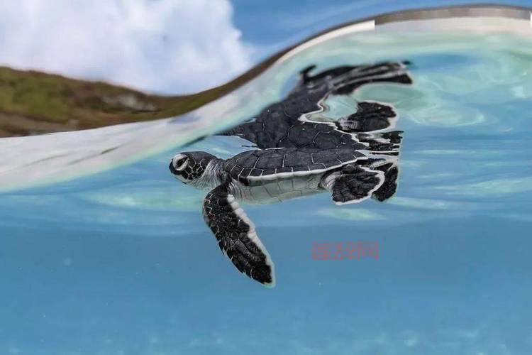 星星岛The Ocean系列：领略海底生机