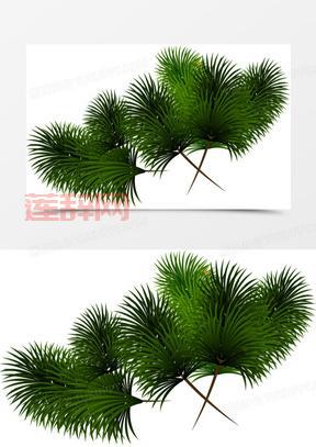 松树叶子像什么？解密松树叶子的独特形态！