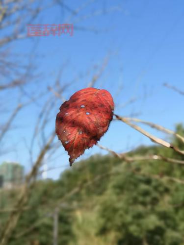 逆水寒此间的老叶找不到？教你一招找到体重下降最快的老叶！