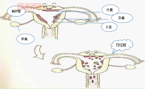 生化妊娠解析：了解早期流产的关键因素