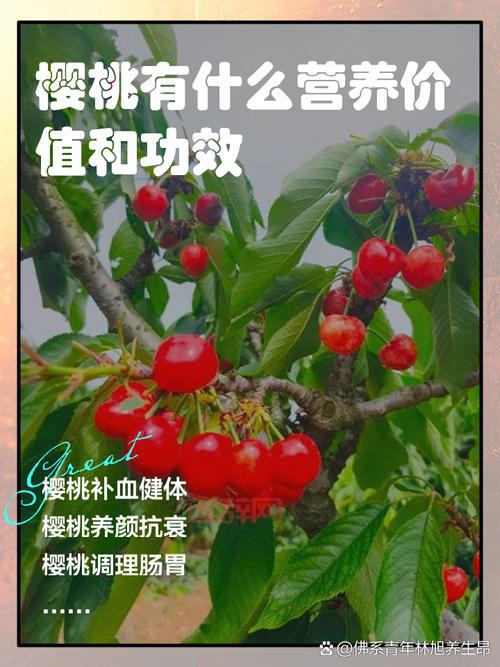 樱桃的营养价值与健康功效：你不知道的五大好处