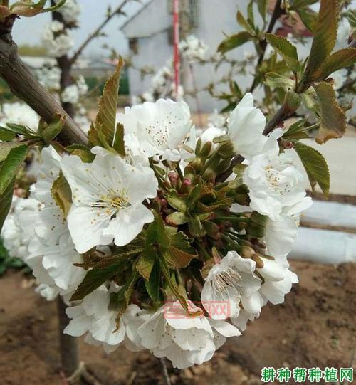 樱桃是先开花再长叶的原因解析