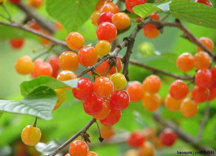 樱桃是先开花再长叶的原因解析