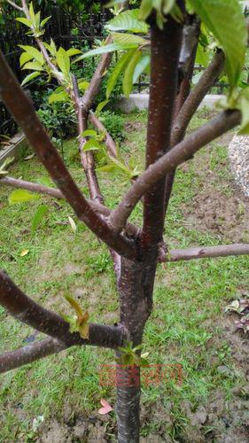 樱桃是先开花再长叶的原因解析