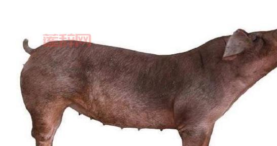 双头猪能活多久？为你揭秘这种罕见动物的寿命！