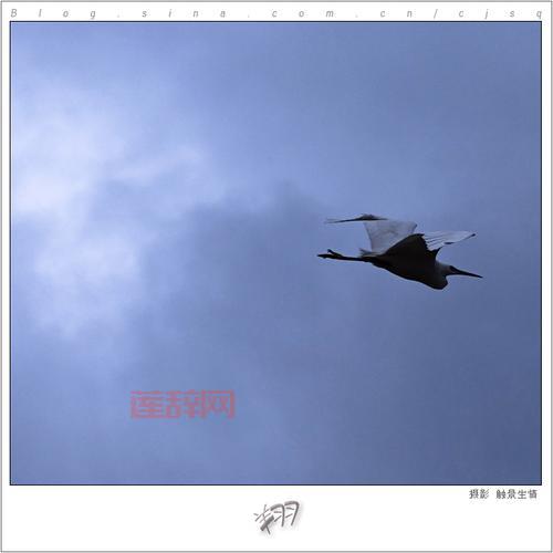 出翔是什么意思？别再乱用！“出翔”的正确解释来了！