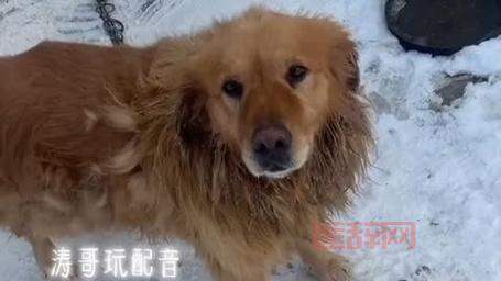 卑鄙熊的配音是谁？没想到竟然是TA！