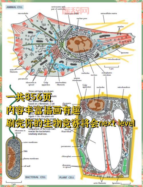什么是完美细胞？一文带你了解它的秘密！